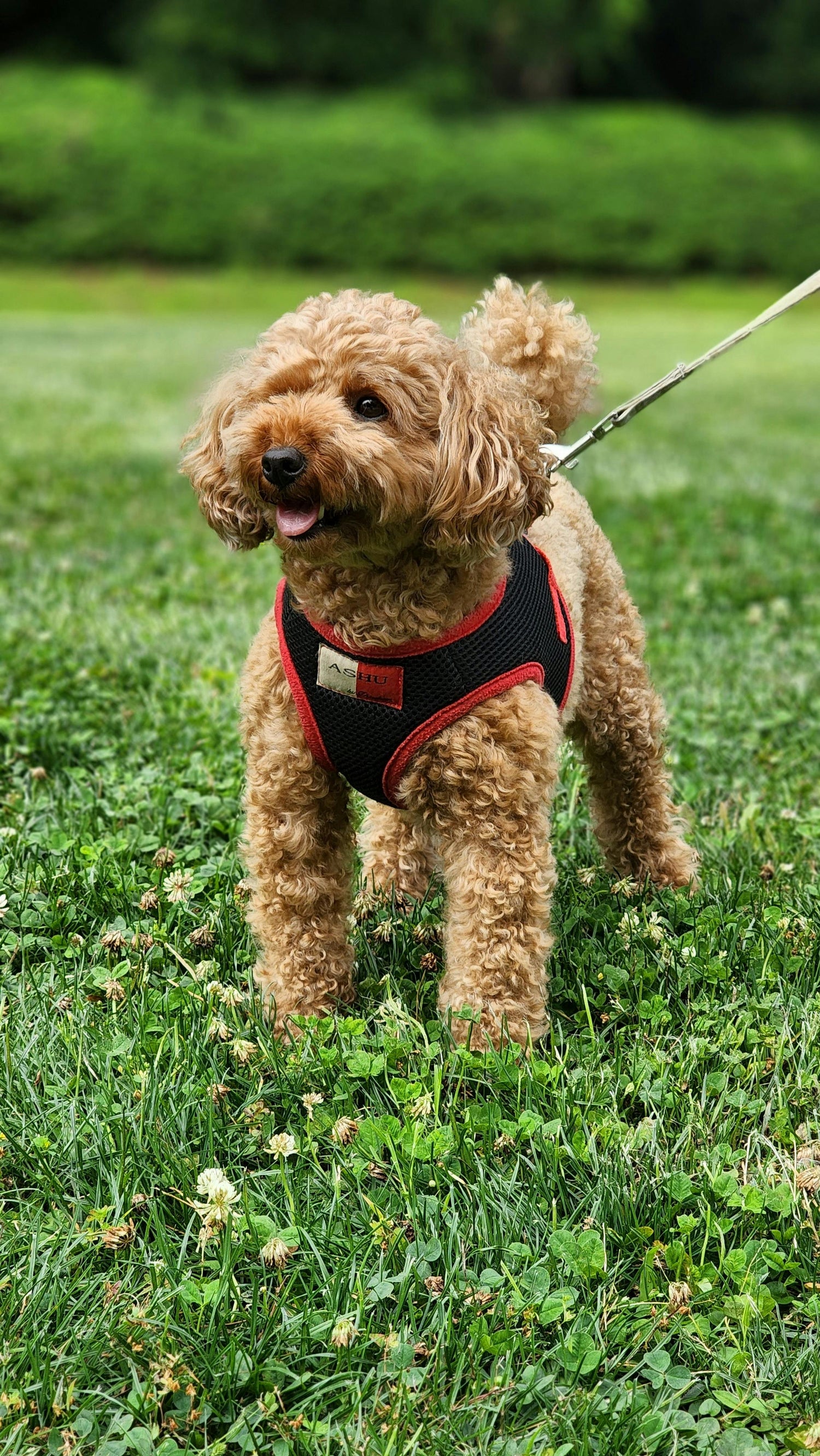 Collars and Leashes